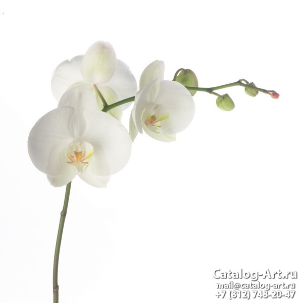 White orchids 25